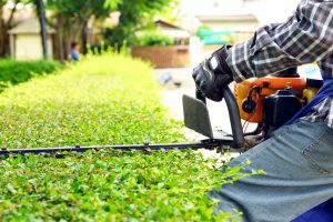 Finding the perfect time to trim your hedge