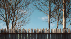 Les arbres de votre voisin sont trop proches? Voici ce que vous pouvez faire!