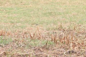 Sécheresse : voici comment préserver votre jardin