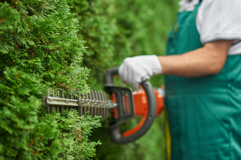 Close up of man hand with hedge trimmer cutting bushes of white cedar to ideal fence. Male gardener, wearing in overalls with protective glove working with professional garden equipment in backyard.