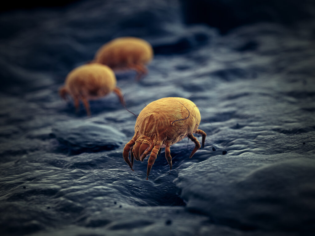 house dust mite