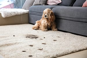 How to Remove Stains from Your Carpet Like a Pro