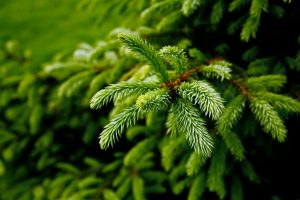 Sustainably replanting your Christmas tree: A guide
