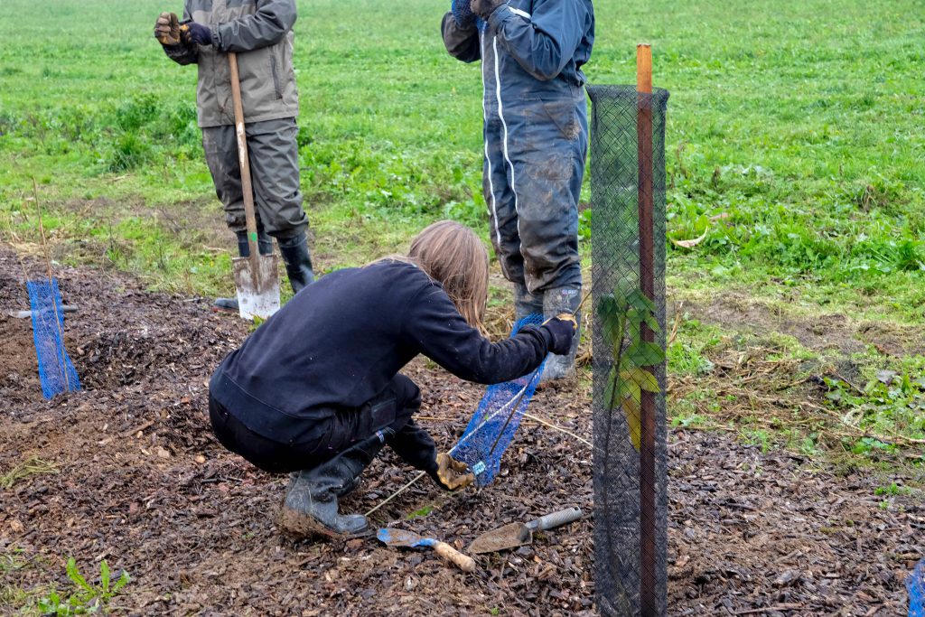 hedge planting