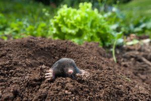 5 effective ways to rid your garden of moles