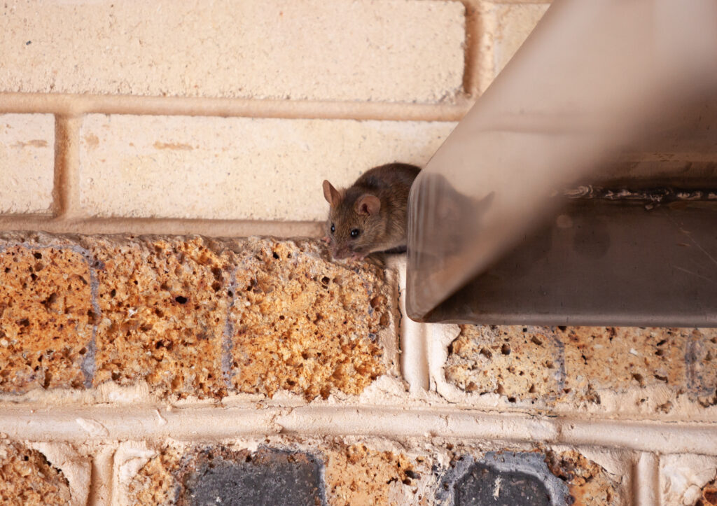 small gray mouse crawls out of a stainless metal construction against a brick wall.