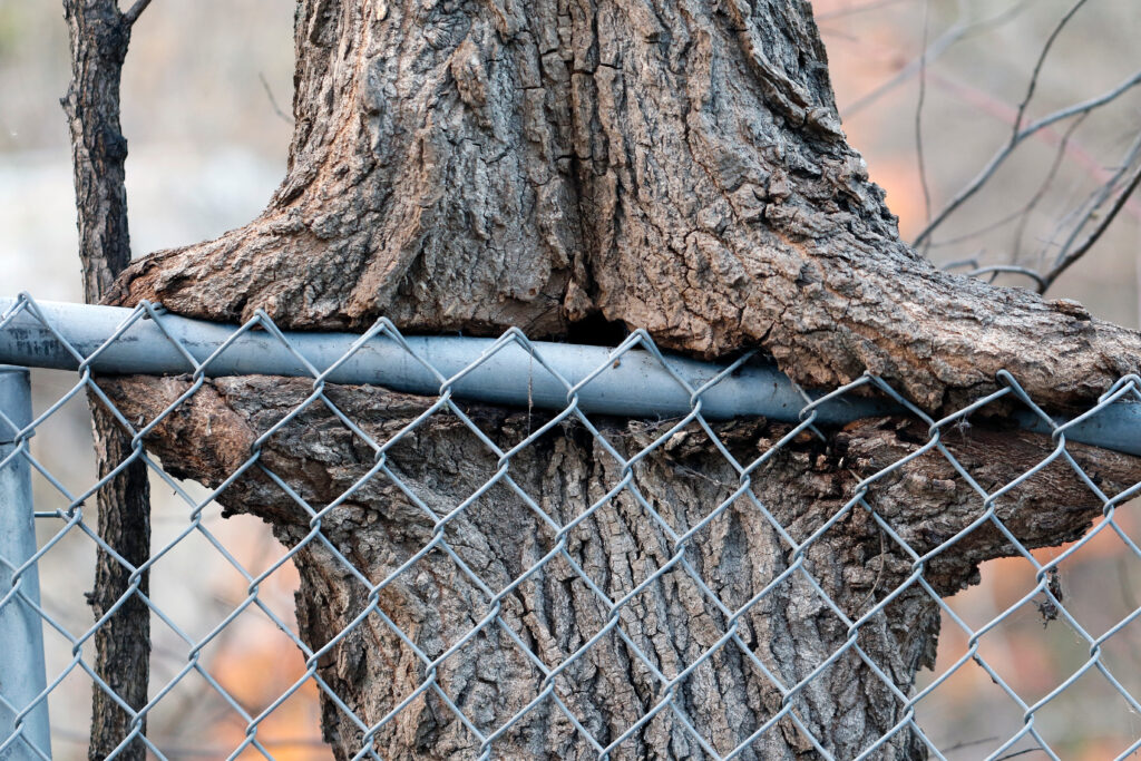 tree fence