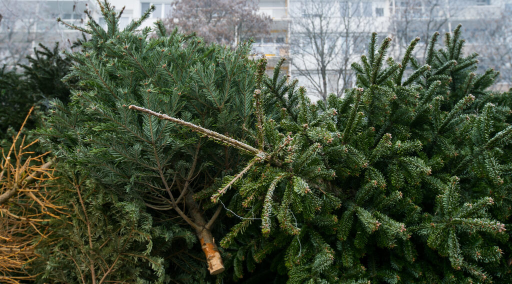 christmas tree compost