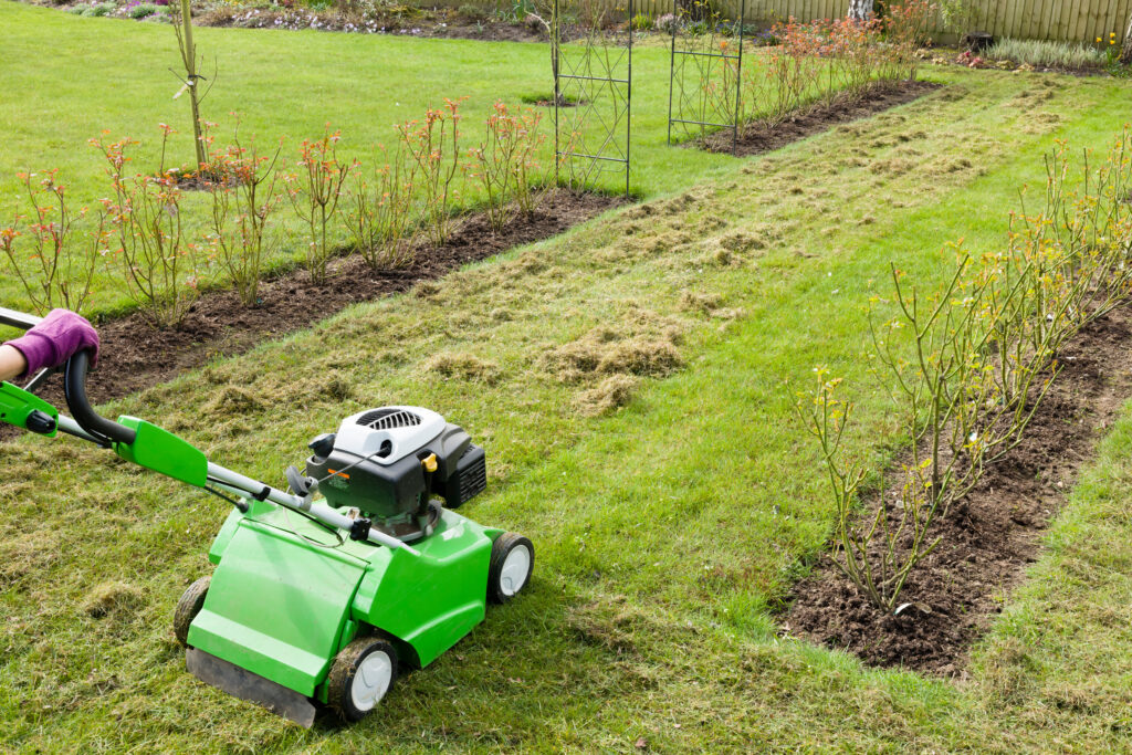 scarifying a garden lawn with a scarifier. Scarification of turf, a spring garden maintenance job