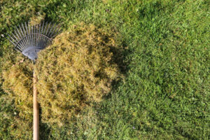 How to manage moss in your garden: Key tips