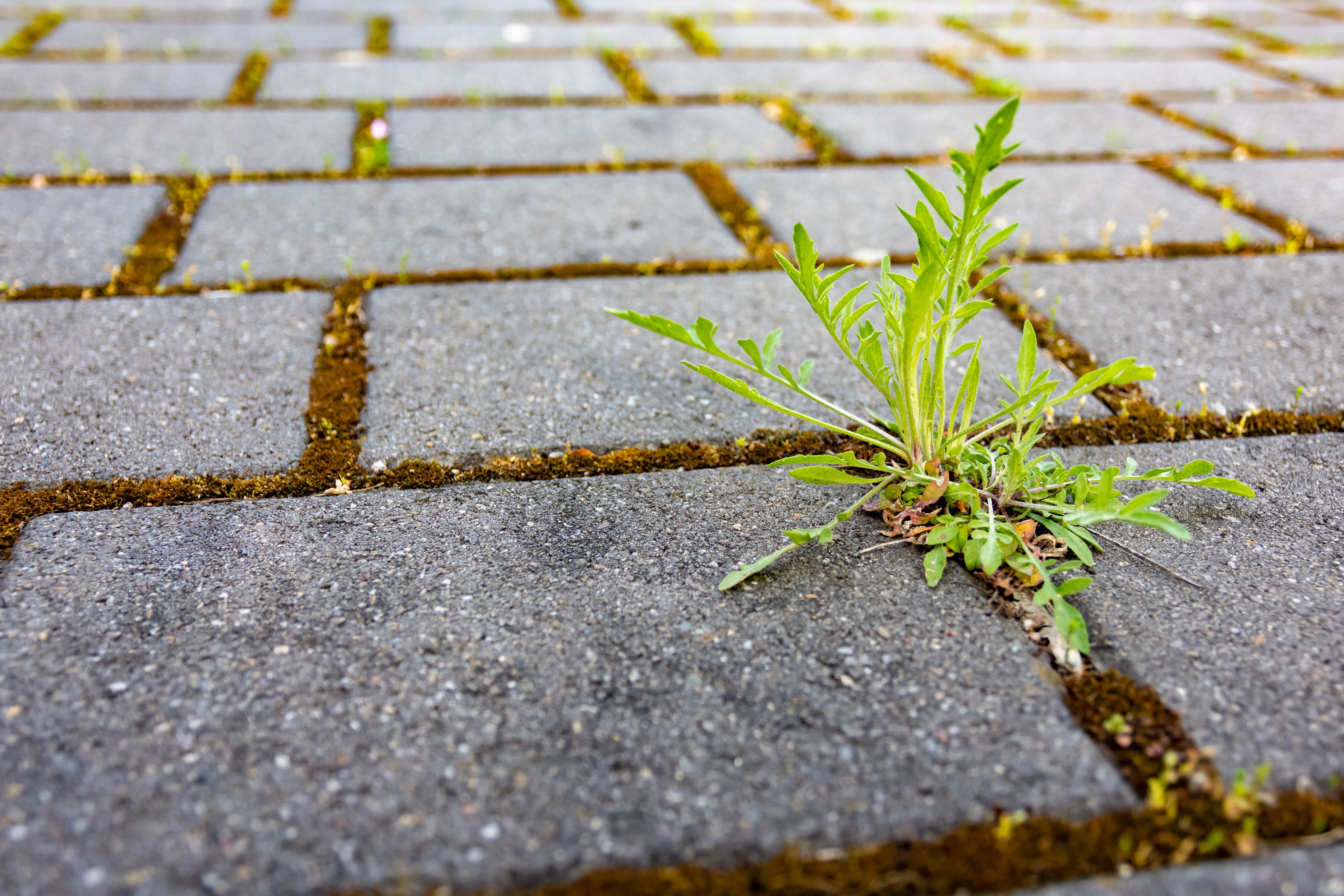 Mauvaises herbes : 5 outils pour s’en débarrasser