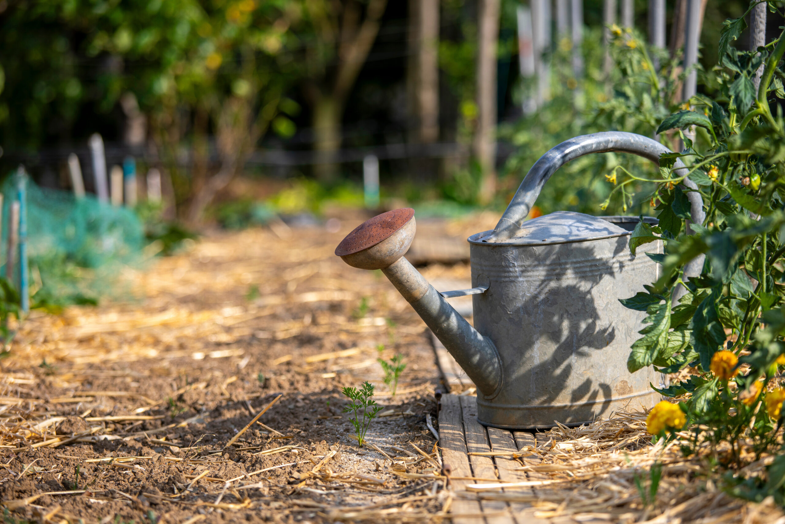 Location avec jardin : locataire ou propriétaire, qui paie les dégâts liés à la sécheresse ?