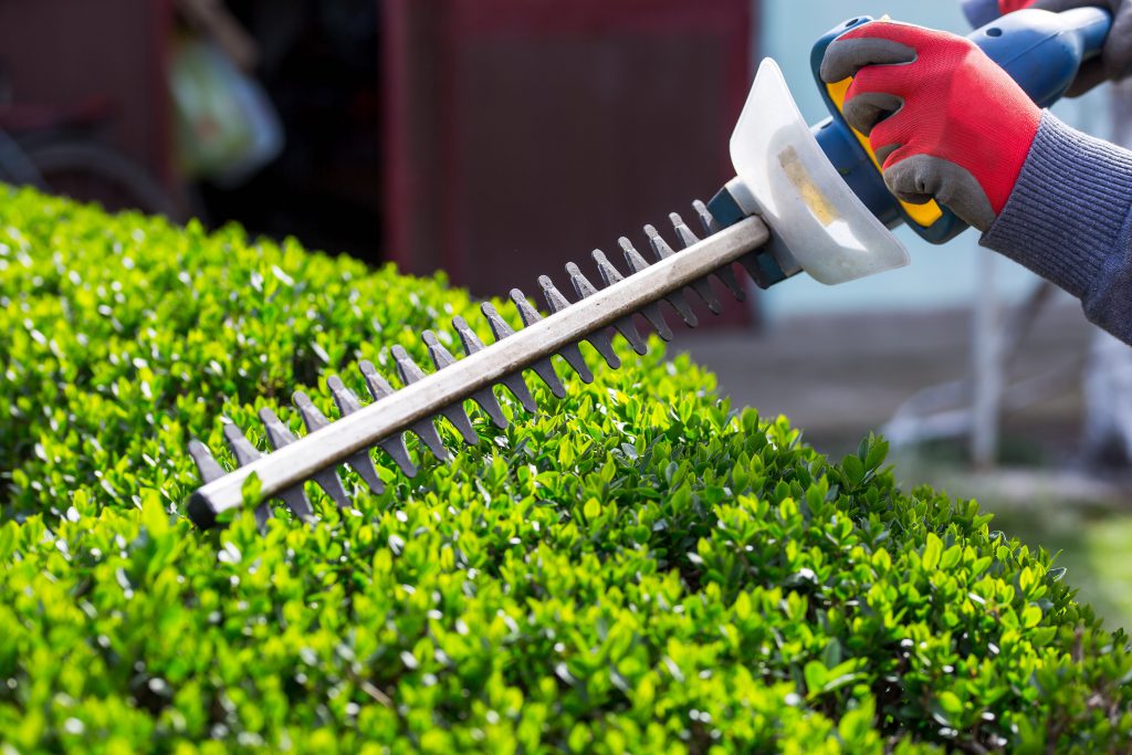 trimming hedges