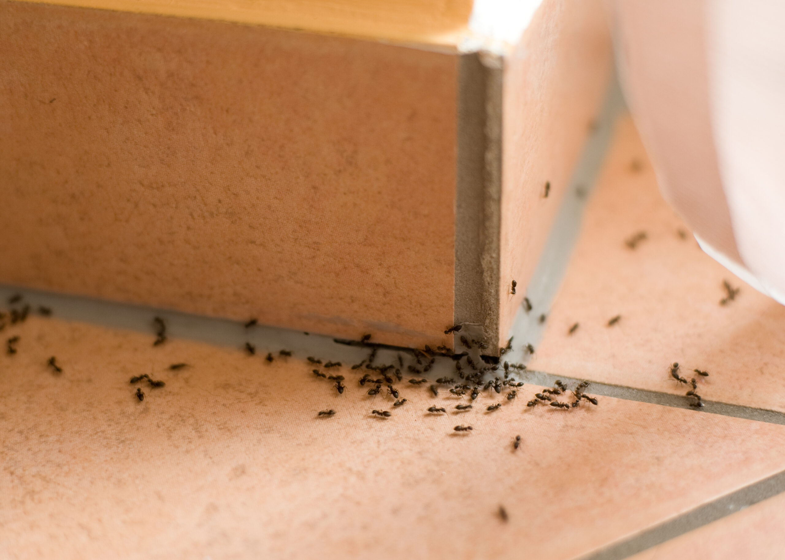5 simple tips to get rid of ants in your home