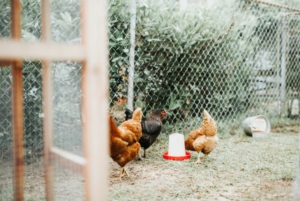 Mila : “Faire pousser de l’herbe dans son poulailler ? Suivez l’astuce !”