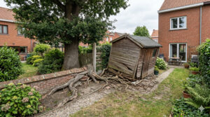 Dit kan je doen als de wortels van de bomen van je buur je schade veroorzaken