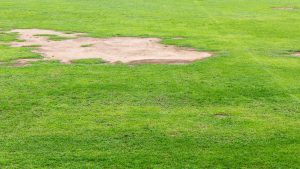 Comment réparer les “zones nues” de son gazon ?
