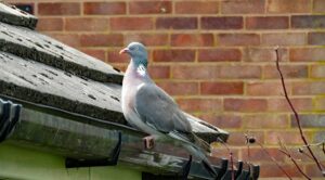 Marre des pigeons sur votre toit ? une invention turque qui commence à séduire l’Europe !