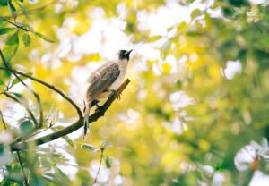 Veel vogels in je tuin? Dit zegt het over je grond!
