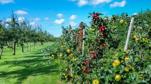 Arbres fruitiers : respectez les distances de plantation !