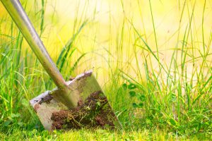 6 tips om een boom te planten (het is er het moment voor)