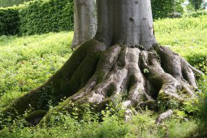 Que faire si les racines des arbres de votre voisin vous causent des dommages ?