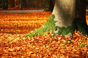 Feuilles mortes : 5 moyens de les “recycler” !