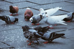 5 astuces pour éloigner les pigeons de votre habitation