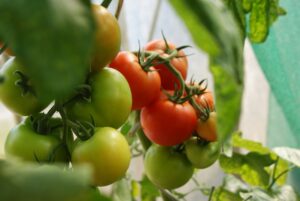 Protégez vos tomates du mildiou : nos conseils !