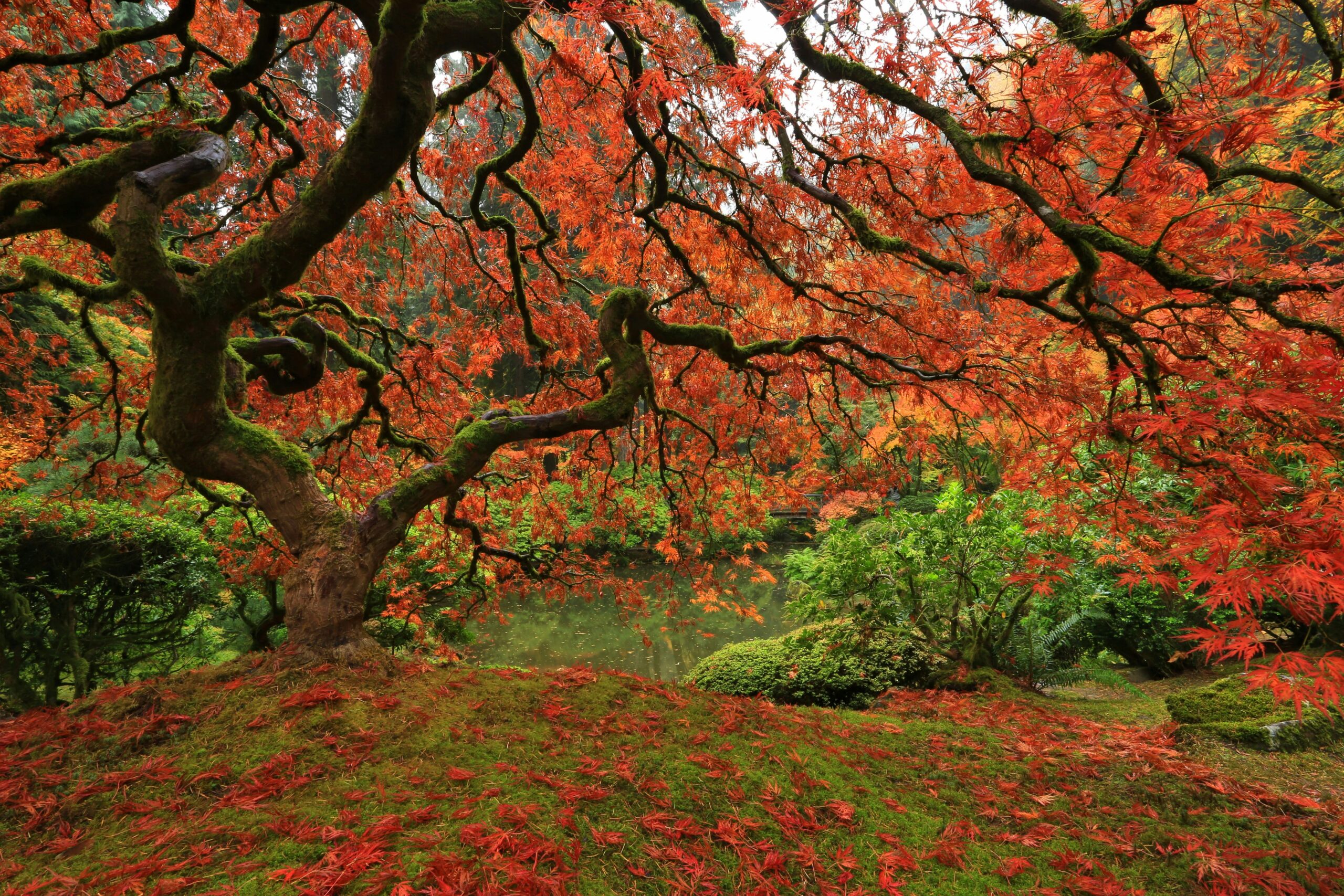 Créer un jardin japonais 