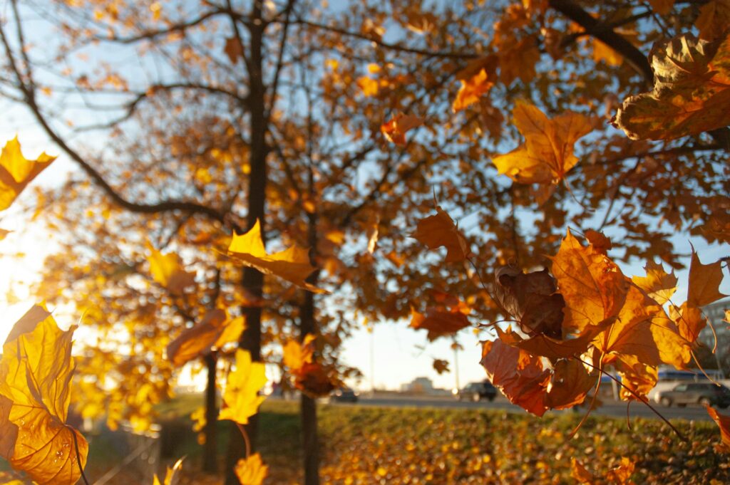 dead leaves