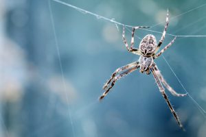 Explosion du nombre d’araignées : “Ne les tuez pas, elles ne vous mordront pas !”