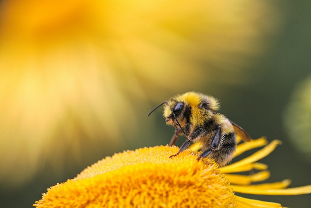 bee