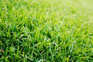 Drought-resistant grass varieties for lawns