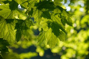 Fast-growing trees for a shaded Belgian terrace