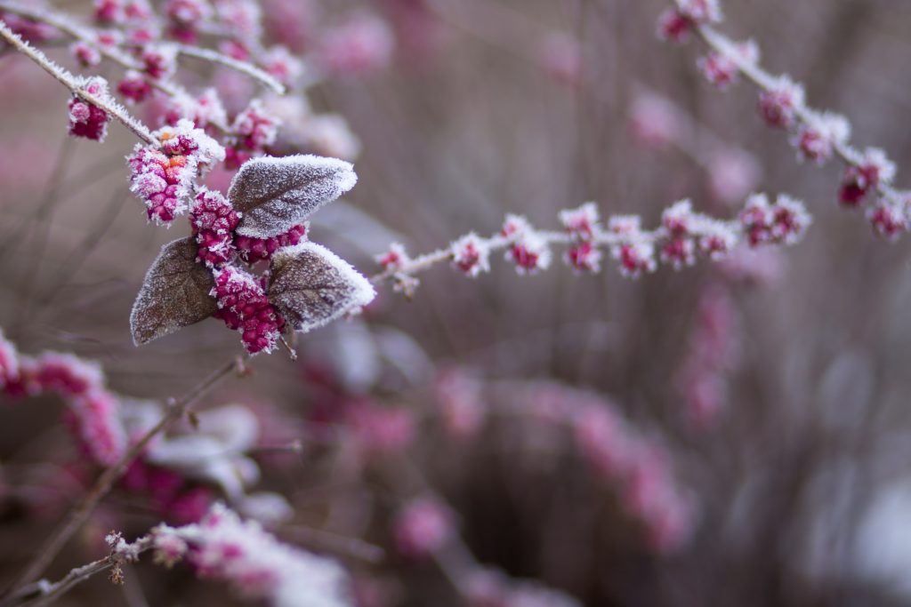 winter plants