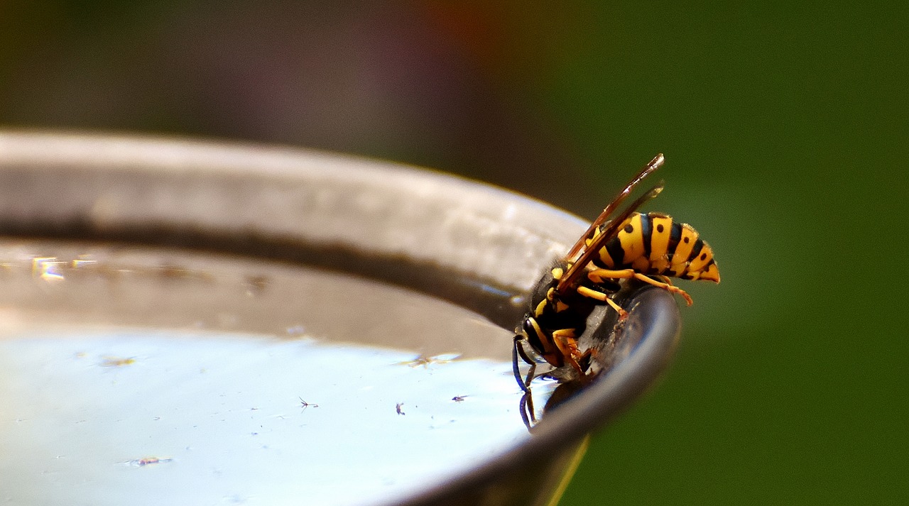 Guêpes à table : 5 trucs pour reprendre le contrôle de votre terrasse