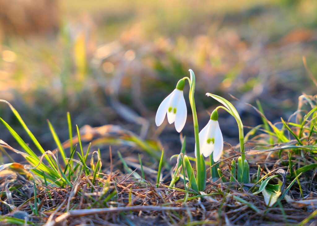 garden winter