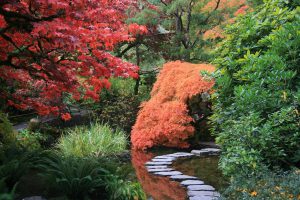 Je eigen Japanse tuin creëren: onze tips
