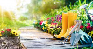 TOP 5 vorstbestendige struiken