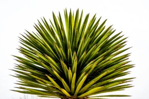 Mila : “Des plantes menaçantes dans le jardin ? Voici comment les adoucir !”