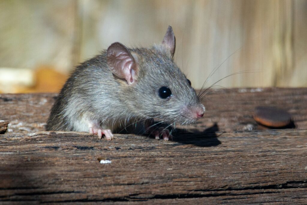 mouse
