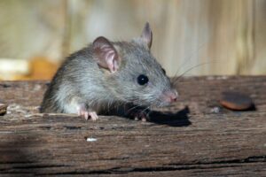 Des animaux nuisibles dans votre location : Qui paie la facture ?