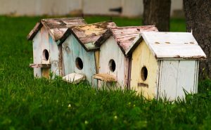 Creating a safe haven: guidelines for installing birdhouses in Belgium