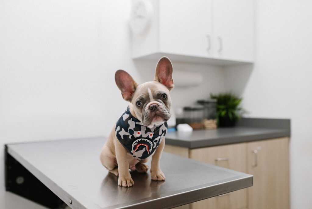 dog house