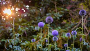 5 plantes qui supportent la canicule