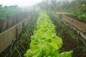 Entretien du jardin : 4 mythes trop répandus !