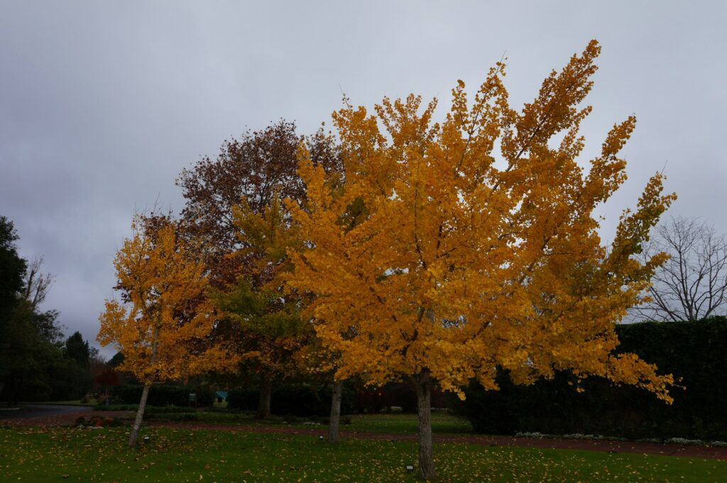 Ginko Biloba