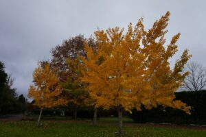 5 fire-resistant plants to slow the spread of wildfires