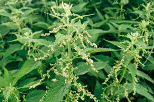 What to do if your neighbor lets weeds grow?